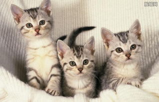 中国宠物数量突破2.5亿只 宠物销售创业是否迎来新机遇？