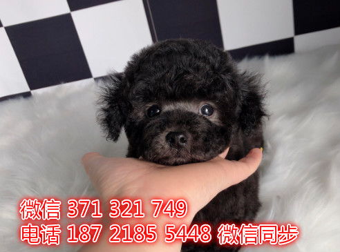 宠物贵宾犬 从市场买卖到养护全攻略