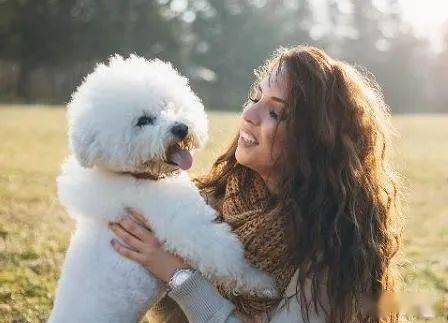 宠物店销量最高的7种狗，好养还省心