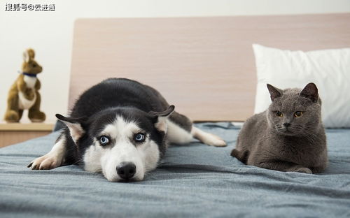 双十一宠物经济火爆 新兴市场潜力无限