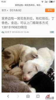 边境牧羊犬 理想宠物的选择与购买指南