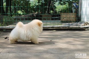 南京纯种松狮幼犬购买指南 价格、渠道与注意事项