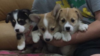 私人繁殖宠物买卖的风险与注意事项