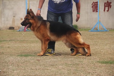 福州优质宠物销售与培训指南 信誉、便利与专业服务全解析