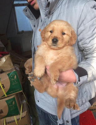 常州家养精品金毛宝宝，健康纯正待领养