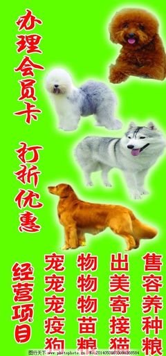 温馨宠物店 爱与陪伴的萌宠家园