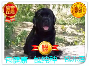 上海精品拉布拉多幼犬直销 机灵聪明，健康保障，可上门交易