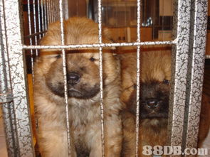 从松狮犬到贵妇狗 如何在宠物买卖中做出明智选择