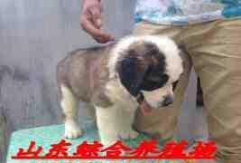 广西梧州市大型宠物犬养殖场 专业繁育，面向全国，品质与信赖之选