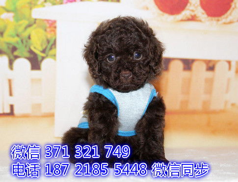 宠物买卖新风尚 贵宾犬市场的理性选择与健康保障