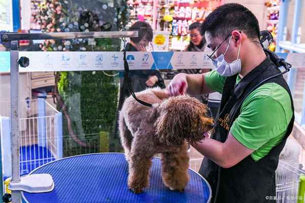 环保暴利项目与宠物销售的双重商机 如何精准获客并实现高利润