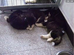 出售两只可爱的宠物，附赠宠物用品