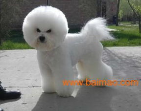 青岛金毛世家 专业宠物销售与养护连锁服务